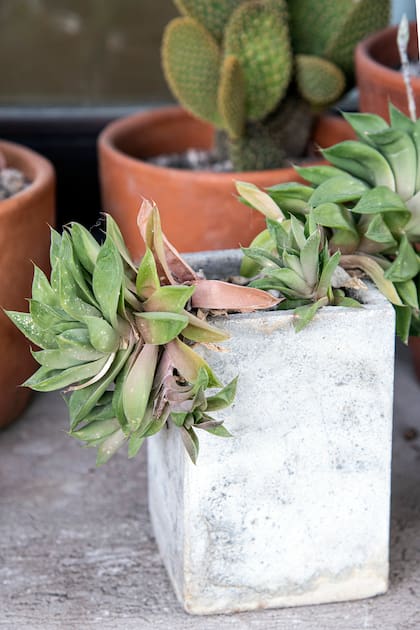 Muchas de las plagas que afectan a las suculentas se deben al exceso de riego