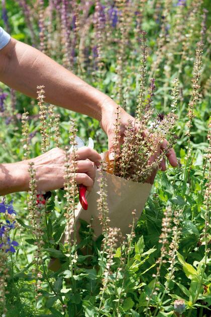 Muchas de las plantas ya florecieron y podemos cosechar sus semillas para sembrar en la temporada siguiente.