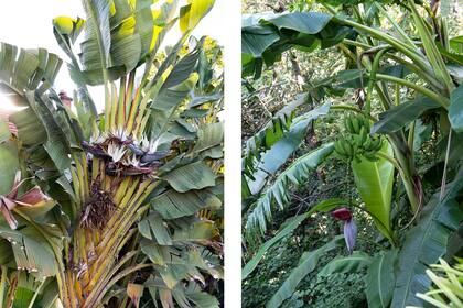 Muchas especies, como Strelitzia nicolai y Musa × paradisiaca, agradecen los entornos frescos y sombríos
