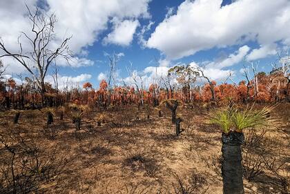 Muchas especies de eucaliptos están diseñadas para rebrotar después de incendios forestales. Pero en 2011, una grave sequía y olas de calor provocaron una muerte masiva en el bosque norte de Jarrah, Australia