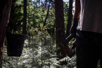 Muchas familias tienen al menos una persona que ha "desangrado" árboles o participó en su destilación.