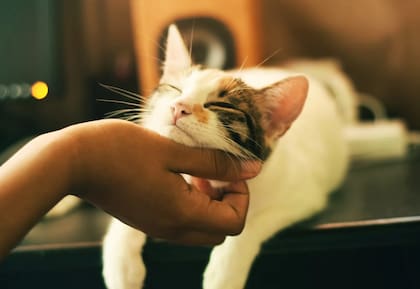 Muchas personas adoran a los animales (Foto de carácter ilustrativa: Freepik)