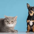 Qué deben hacer las personas alérgicas al pelo de perros y gatos