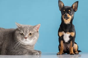 Qué deben hacer las personas alérgicas al pelo de perros y gatos