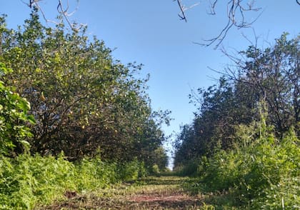 Muchas plantaciones de limones cayeron en el abandono