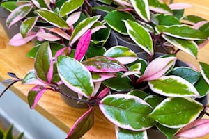 Muchas plantas domésticas pueden representar un peligro para la salud de los animales