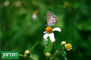 Muchas plantas espontáneas son necesarias para alimentar insectos benéficos