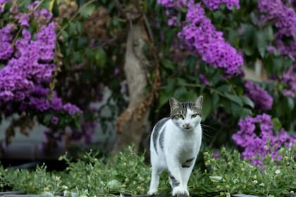 Muchas plantas pueden resultar potencialmente peligrosas para los felinos