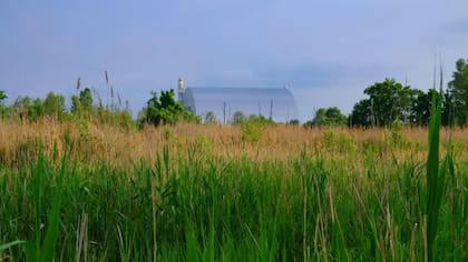 Muchas plantas y animales viven en las inmediaciones del reactor nuclear de Chernóbil, que aparece aquí cubierto por la estructura de confinamiento seguro