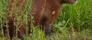 Cómo eran los capibaras hace millones de años: migraciones, gigantismo y extinciones