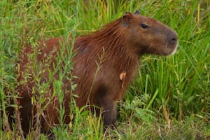 Cómo eran los capibaras hace millones de años: migraciones, gigantismo y extinciones