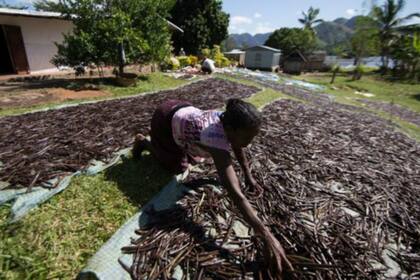 Muchos agricultores prefieren recolectar sus vainas prematuramente para evitar perder todo con los ladrones en los últimos meses antes de la cosecha