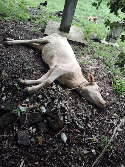 Muchos animales de Da Silva aparecieron asesinados