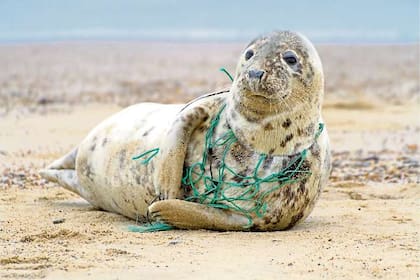 Las focas suelen enredarse en las redes de los pescadores