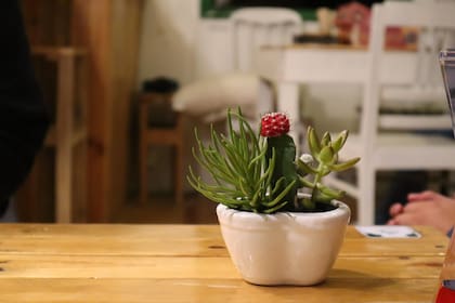 Muchos cactus producen flores de gran belleza, que aparecen de forma estacional y duran poco tiempo (Foto ilustrativa: PIXABAY)