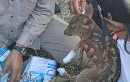 Muchos de los animales que sobrevivieron a los incendios quedaron heridos, la mayoría de las veces con quemaduras