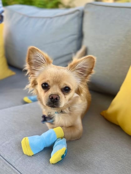 Muchos de los clientes de Petco expresaron su malestar por el anuncio del cierre de algunas tiendas (Instagram/@petco)