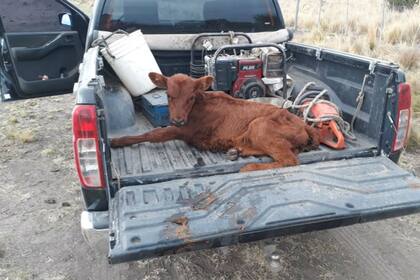 Muchos de sus animales sufrieron pérdida de peso