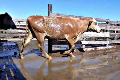 Muchos departamentos abandonaron la lucha activa, y eso tiene consecuencias directas para las provincias vecinas”, remarcaron