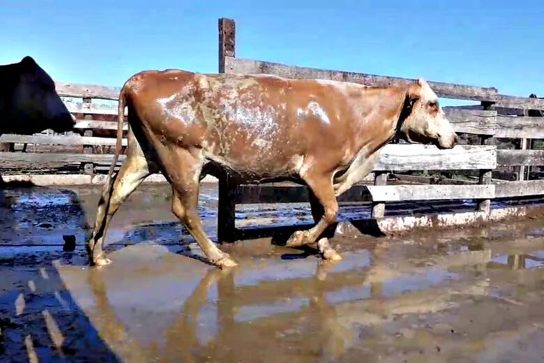 vacas