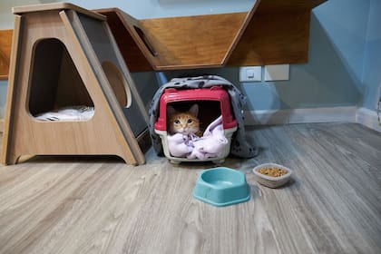"Muchos dueños trabajan en sus casas y están 24/7 con sus gatos, que están híper atendidos y se acostumbran a esa presencia", dice Vallejos, de Mishmosos