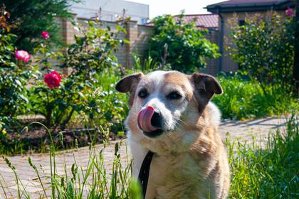 "Muchos fertilizantes tienen nitratos o fosfatos y hay que tener precaución con los animales", apunta Mustillo.