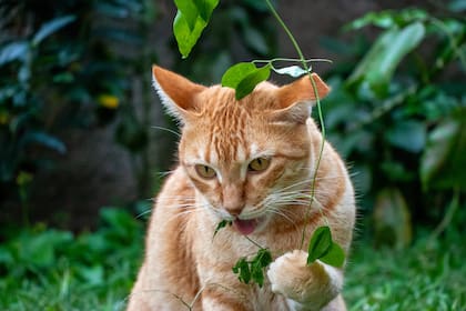 Muchos gatos comen pasto como estrategia antiparasitaria