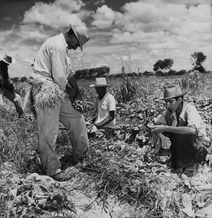 Muchos granjeros en el sur de Texas preferían contratar indocumentados mexicanos en lugar de braceros.