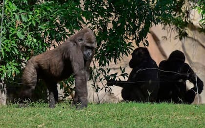 Muchos grupos de mamíferos desarrollaron testículos de diferentes tamaños. Se encuentran testículos más grandes en las especies promiscuas y más pequeños en las monógamas.