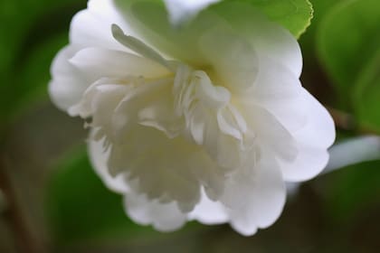 Muchos hombres también siguieron la tendencia y la camelia se estableció como moda masculina