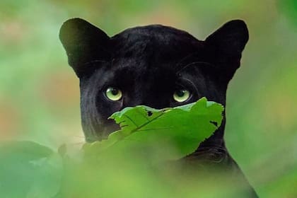 Muchos no tardaron en comparar la pantera negra con Bagheera de El Libro de la Selva, uno de los clásicos de Disney