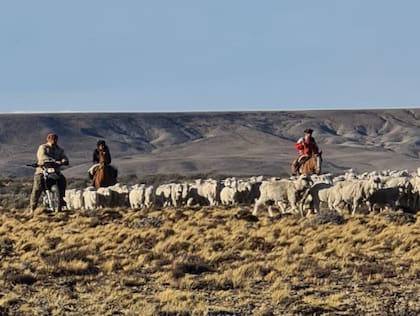 Muchos ovejeros tuvieron que cerrar sus establecimentos por la superpoblación de guanacos en la zona