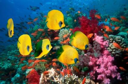 Muchos piensan que los peces, al vivir "dentro del agua", no tienen que luchar contra la deshidratación. No es cierto