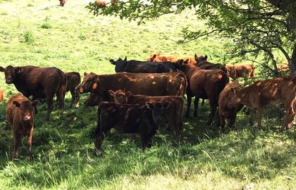 Muchos productores, con una buena oferta forrajera en sus campos, retendrán sus terneros para sumar más kilos para la venta