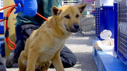 Muchos productores expresaron su temor por sus medios de vida ahora que se ha prohibido la industria de la carne de perro