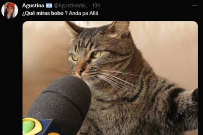 Muchos s recordaron al gato que horas atrás había sido el foco de atención (Captura Twitter)