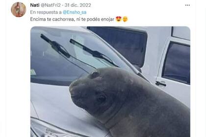 Muchos tuiteros se conmovieron con los ojos tiernos del elefante marino y señalaron que era imposible enojarse con él