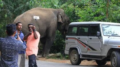 Muchos turistas se acercan al pueblo solo para ver al elefante