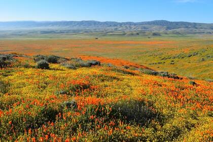Muchos turistas visitan California para presenciar el espectáculo colorido que ofrece el superbloom