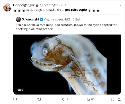 Muchos usuarios bromearon con el video del pez telescopio (Foto: X @lorenzo_tfc)