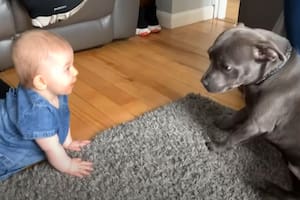 Video: la tierna reacción de una perrita al conocer a un bebé que se volvió viral