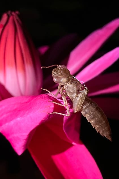 Muda de libélula sobre una flor de nenúfar.