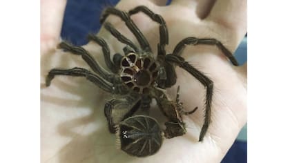 Muda de Theraphosa Stirmi, si se mira en detalle hasta los ojos se pueden ver en la tapita del cefalotorax