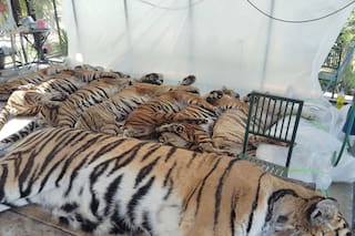 Mueren 72 tigres en una reserva en Tailandia; funcionarios descartan gripe aviar