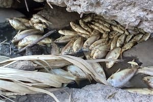Vuelven las muertes masivas de peces en Carmen de Areco