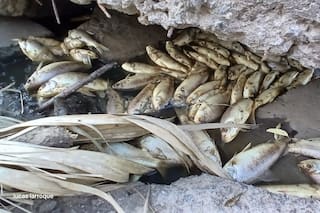Vuelven las muertes masivas de peces en Carmen de Areco