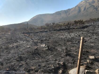 Muerte y desolación tras los incendios.