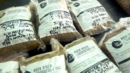 Muestras de alimento balanceado para vacas con las que trabajan en el Intec