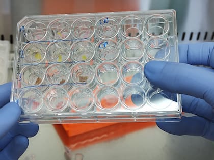 Muestras de piel humana reconstruida para testear productos cosméticos