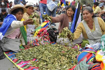 Mujeres cocaleras de la región del Chapare muestran las hojas de coca